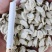 冬瓜子纯双边单边白色无杂/干度好/产地大货/量大价优