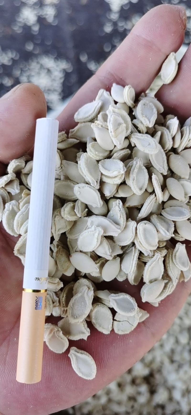 冬瓜子纯双边单边白色无杂/干度好/产地大货/量大价优