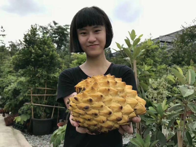 释迦果苗泰国大黄释迦果苗释迦果苗台湾释迦果苗
