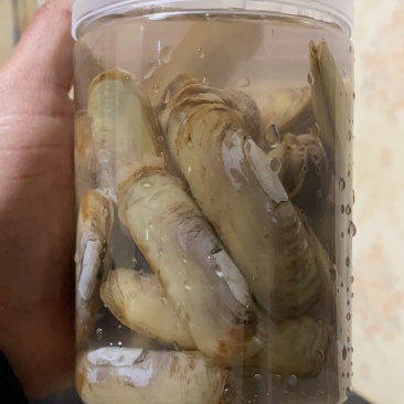 海蛏欢迎电商采购。