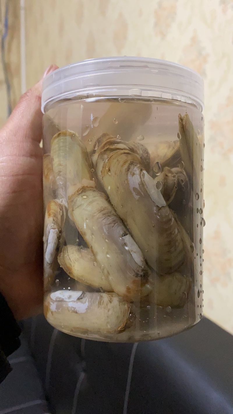 海蛏欢迎电商采购。