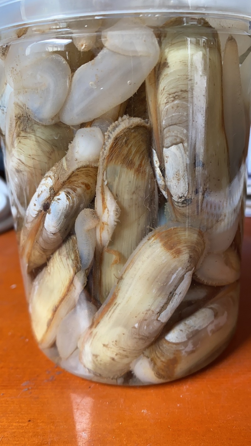 海蛏欢迎电商采购。