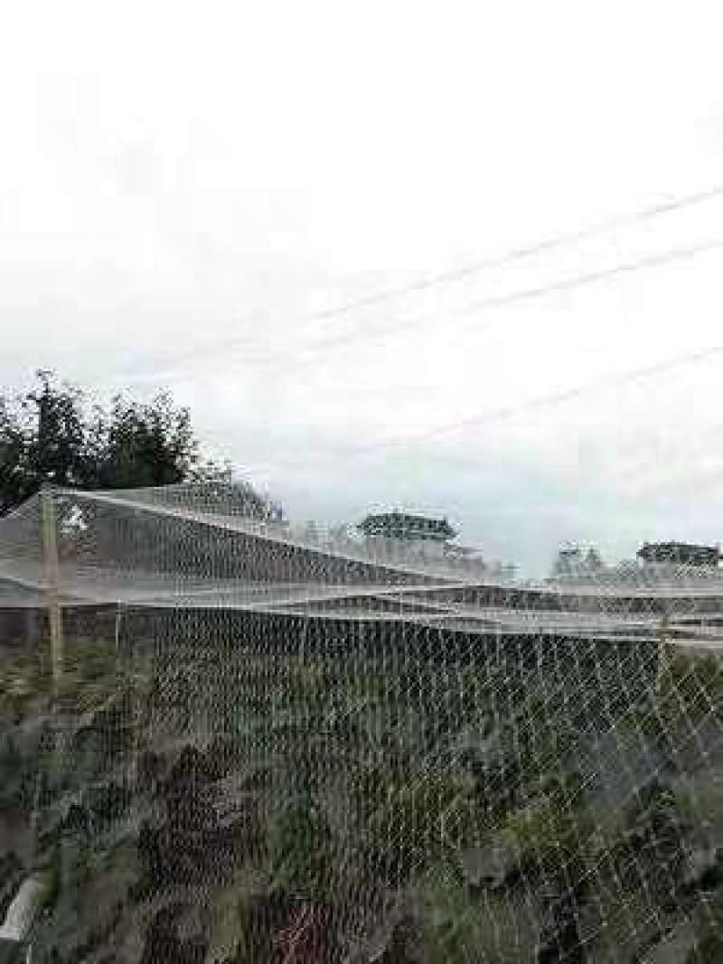 果园苹果梨园樱桃白色涤纶线鱼塘养殖青蛙天网鱼塘养殖防鸟网
