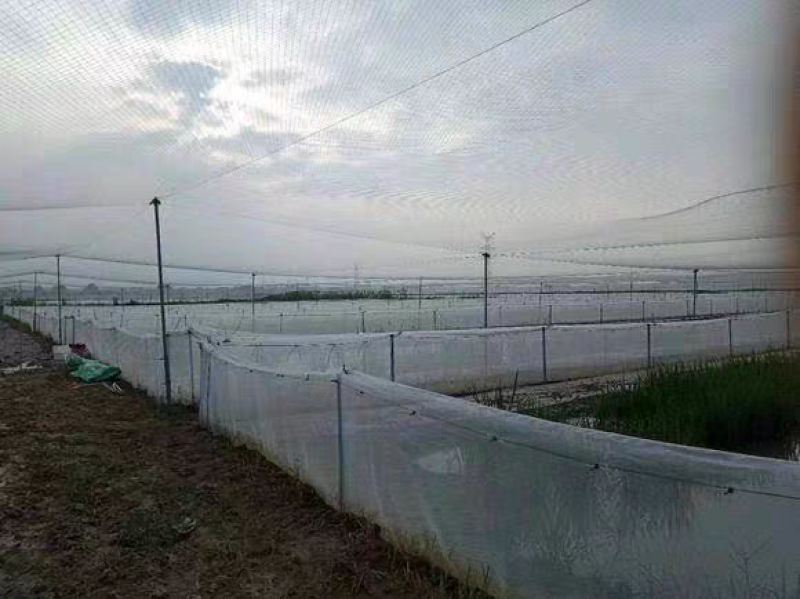 果园苹果梨园樱桃白色涤纶线鱼塘养殖青蛙天网鱼塘养殖防鸟网