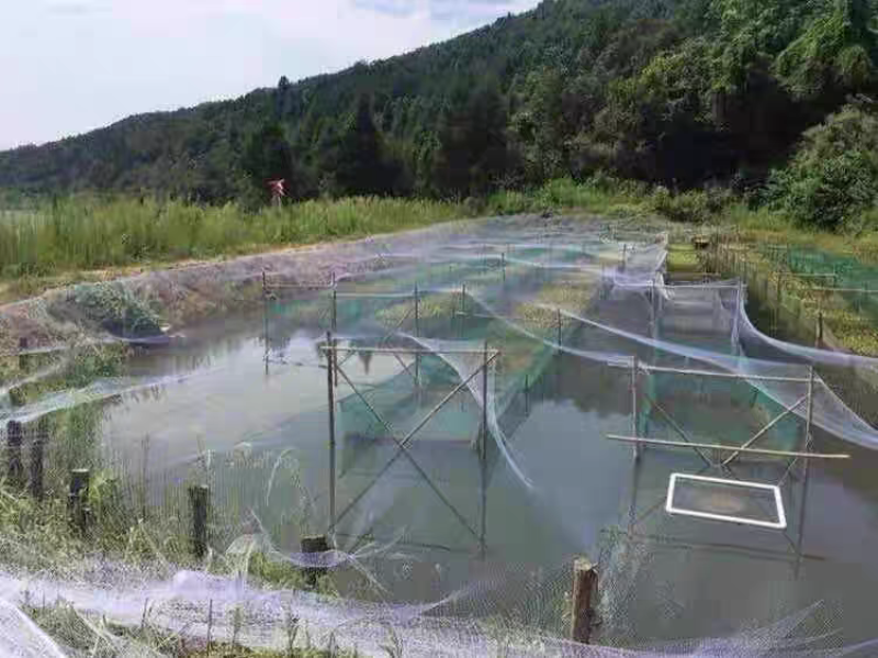 果园苹果梨园樱桃白色涤纶线鱼塘养殖青蛙天网鱼塘养殖防鸟网