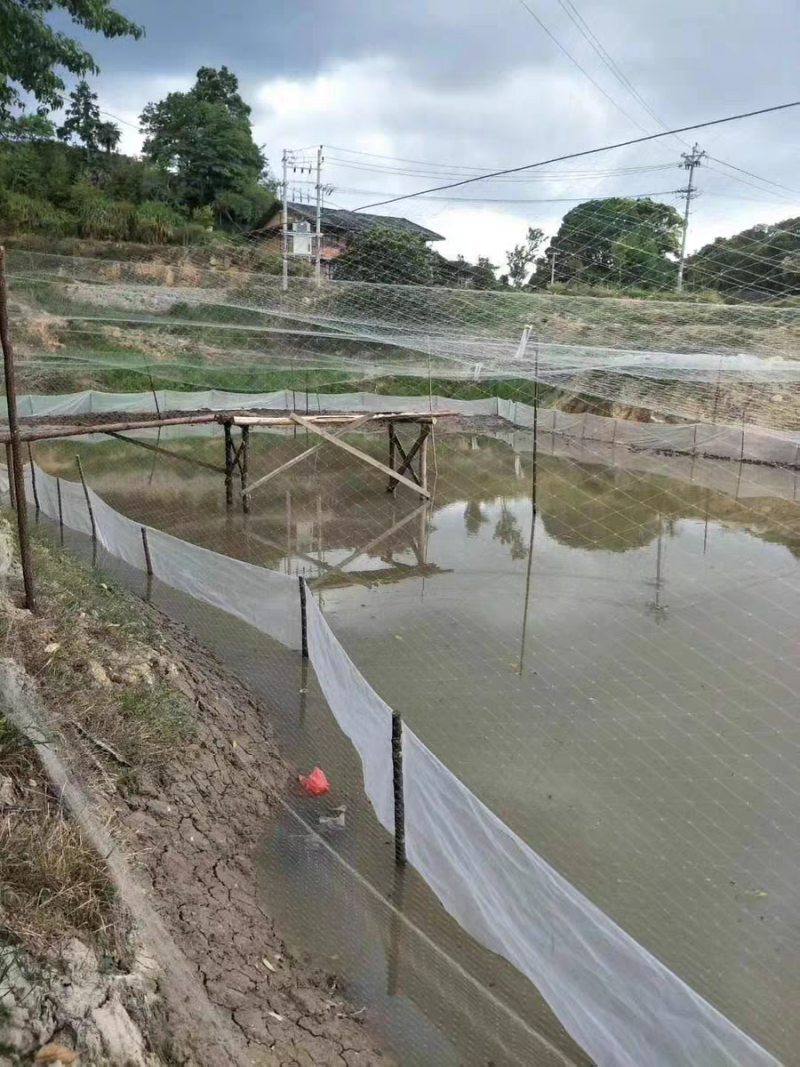 果园苹果梨园樱桃白色涤纶线鱼塘养殖青蛙天网鱼塘养殖防鸟网