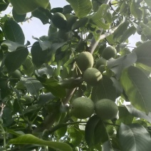 香精青核桃