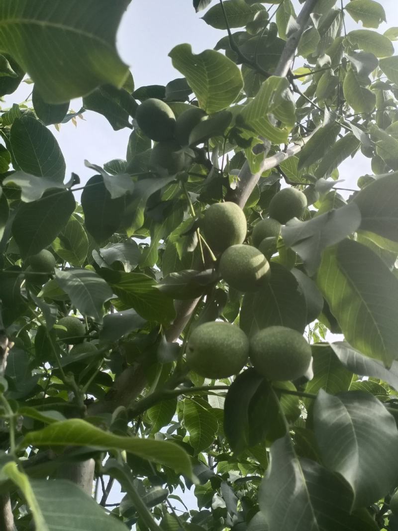 香精青核桃