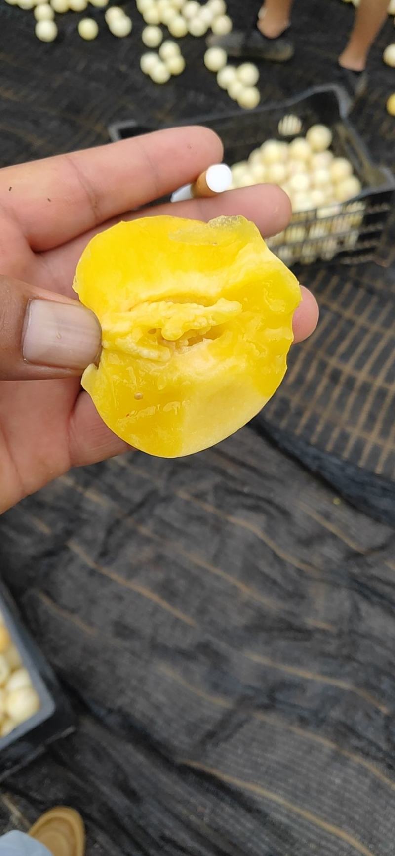 云南石林红丰源人参果，对接各种，电商平台一件代发，批发，