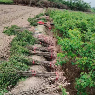 热销乌桕小苗乌桕2公分乌桕树苗乌桕1公分