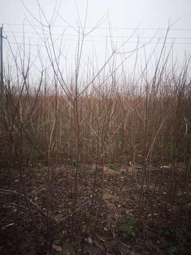 热销乌桕小苗乌桕2公分乌桕树苗乌桕1公分