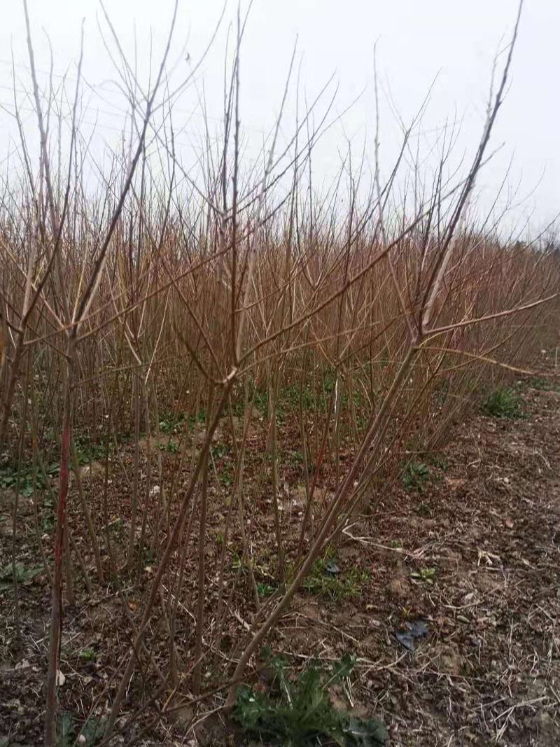 热销乌桕小苗乌桕2公分乌桕树苗乌桕1公分