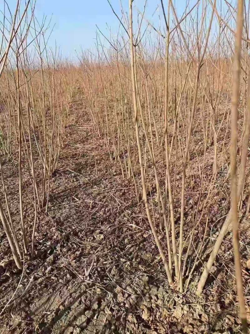 热销乌桕小苗乌桕2公分乌桕树苗乌桕1公分