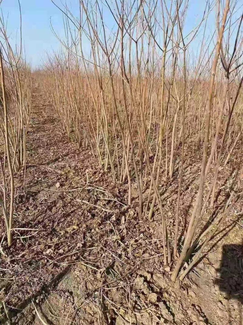 热销乌桕小苗乌桕2公分乌桕树苗乌桕1公分