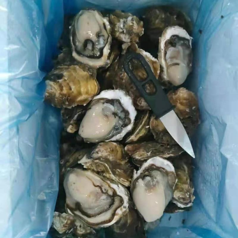 漳州生蚝牡蛎实力场地直销品质有保证小包装