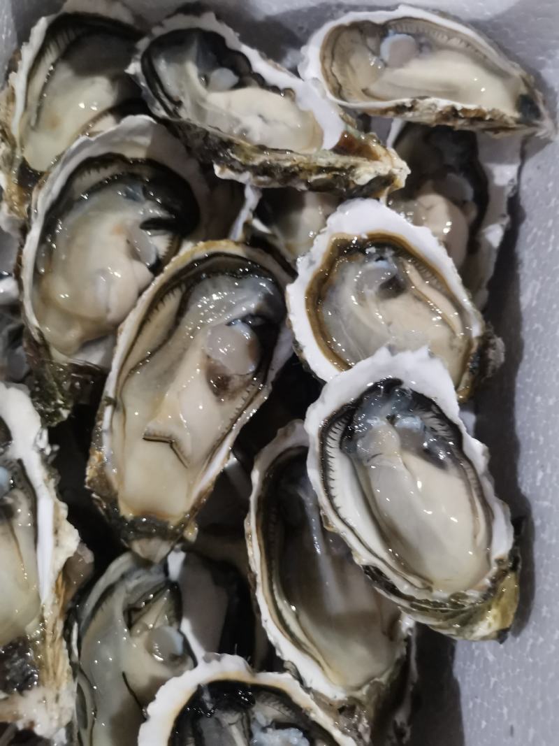 漳州生蚝牡蛎实力场地直销品质有保证小包装