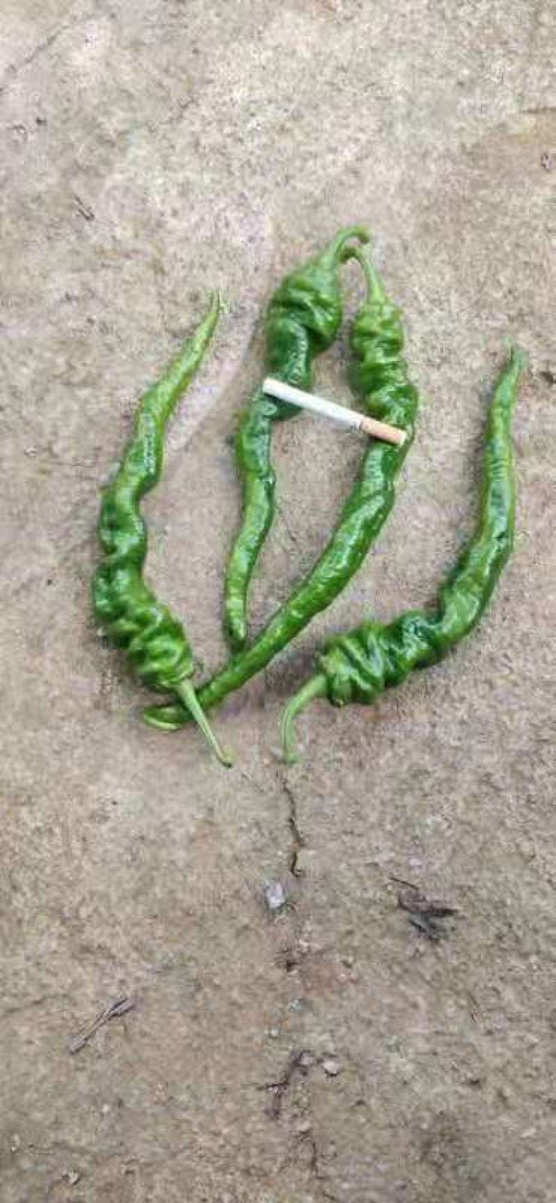鲜辣椒
