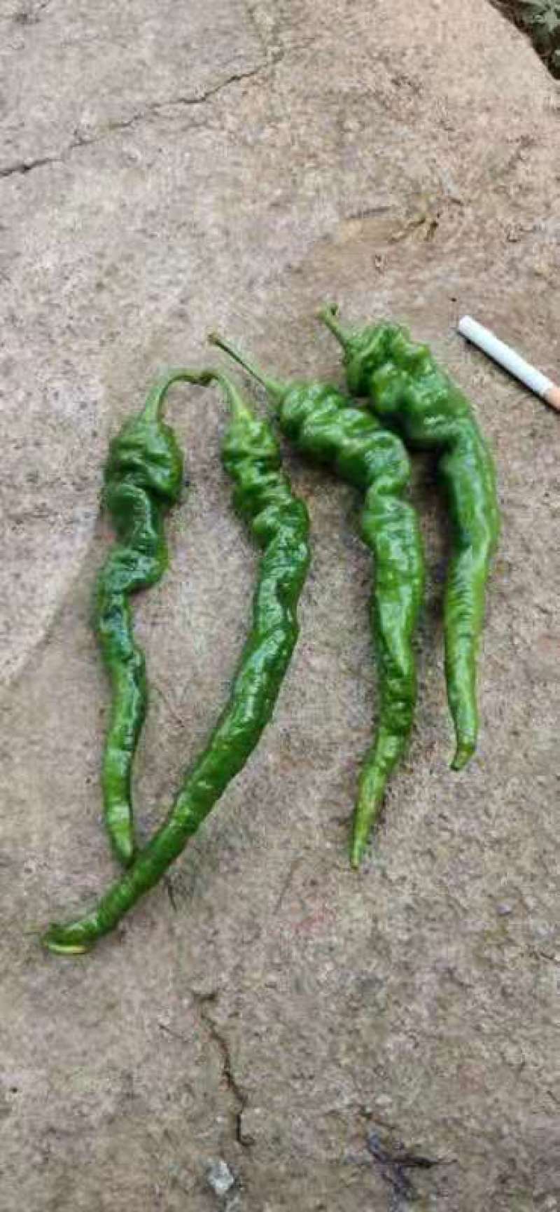 鲜辣椒