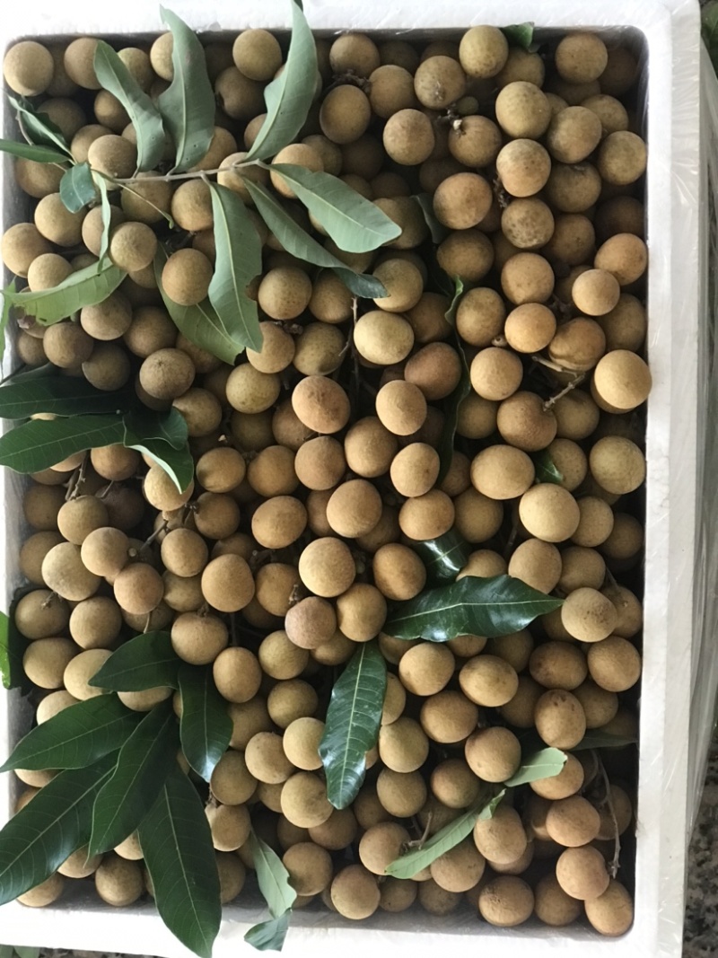 储良龙眼，石夹龙眼精品，大小均匀果肉厚，甜度高