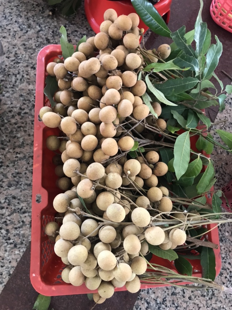 储良龙眼，石夹龙眼精品，大小均匀果肉厚，甜度高