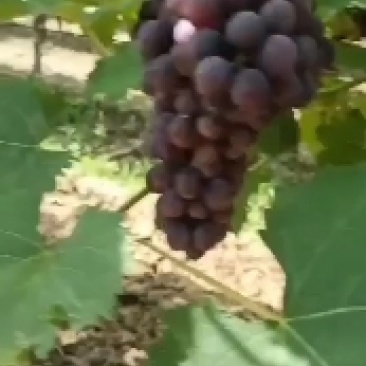 夏黑葡萄大量上线需要的亲们前来品尝纯甜无仔