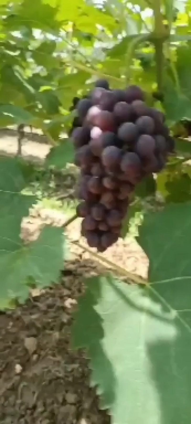 夏黑葡萄大量上线需要的亲们前来品尝纯甜无仔