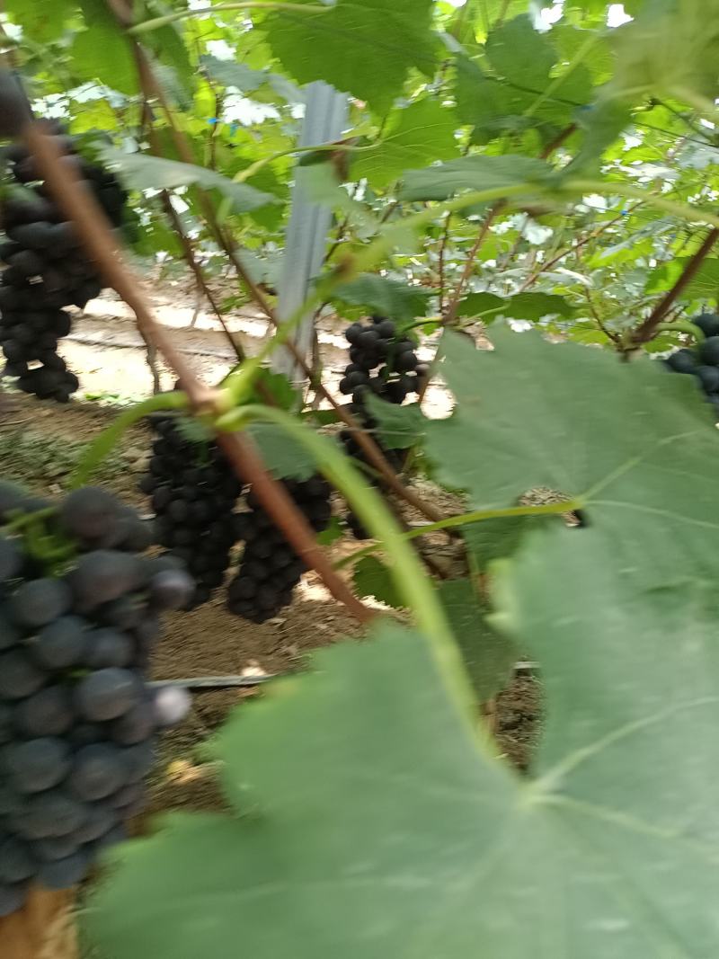 夏黑葡萄大量上线需要的亲们前来品尝纯甜无仔