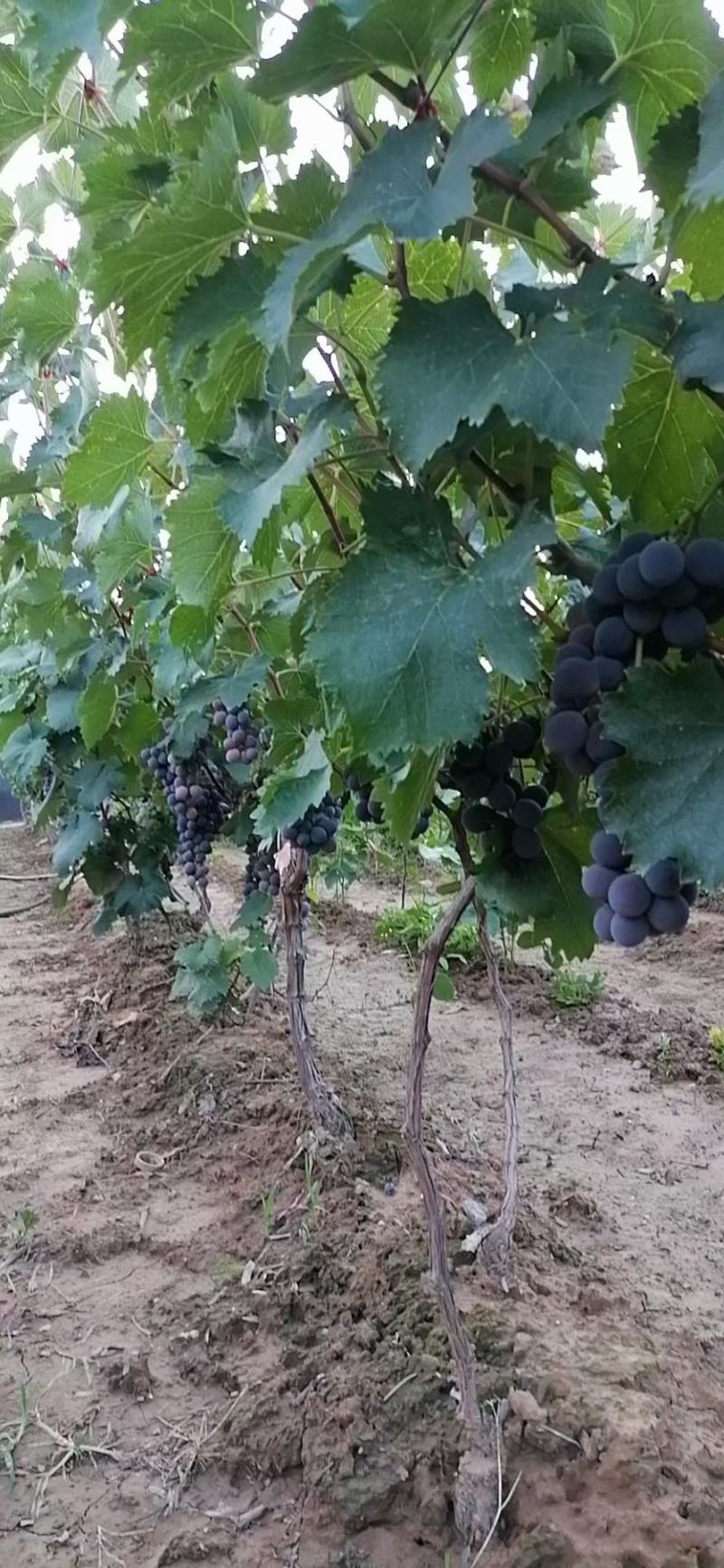 夏黑葡萄大量上线需要的亲们前来品尝纯甜无仔