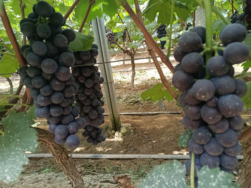 夏黑葡萄大量上线需要的亲们前来品尝纯甜无仔