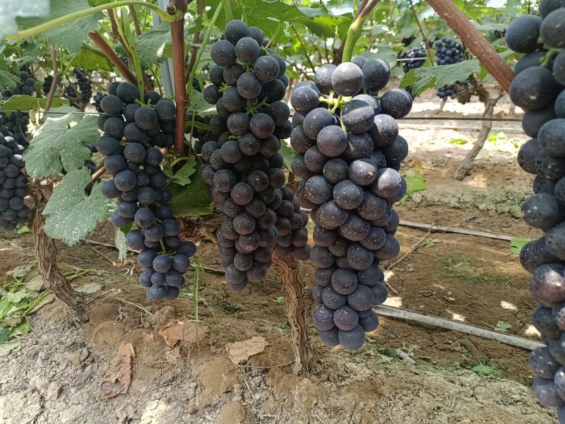夏黑葡萄大量上线需要的亲们前来品尝纯甜无仔
