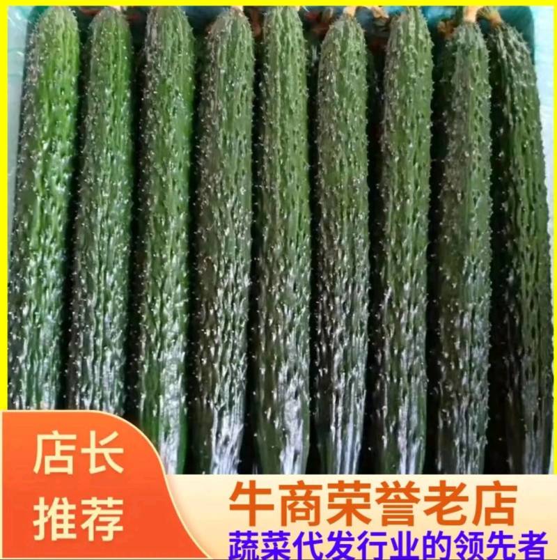 【山东莘县】精品油亮中小条油亮黄瓜，欢迎来电咨询