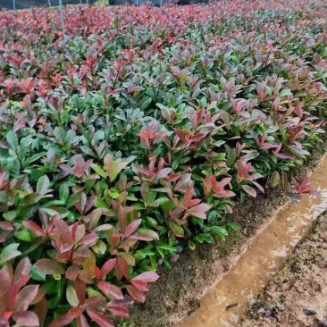 红叶石楠/石楠树苗/绿化苗木/石楠树/红叶石楠树