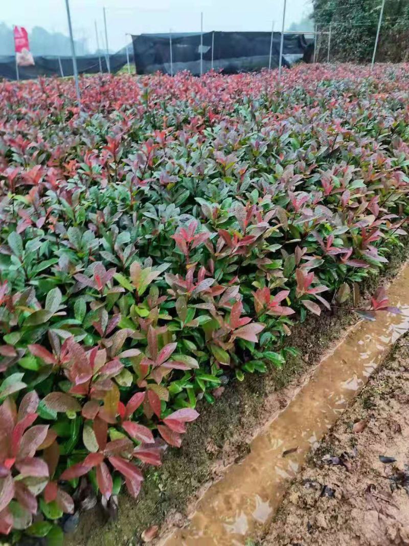 红叶石楠/石楠树苗/绿化苗木/石楠树/红叶石楠树