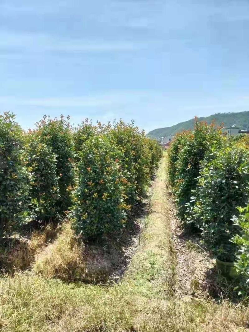 红叶石楠/石楠树苗/绿化苗木/石楠树/红叶石楠树