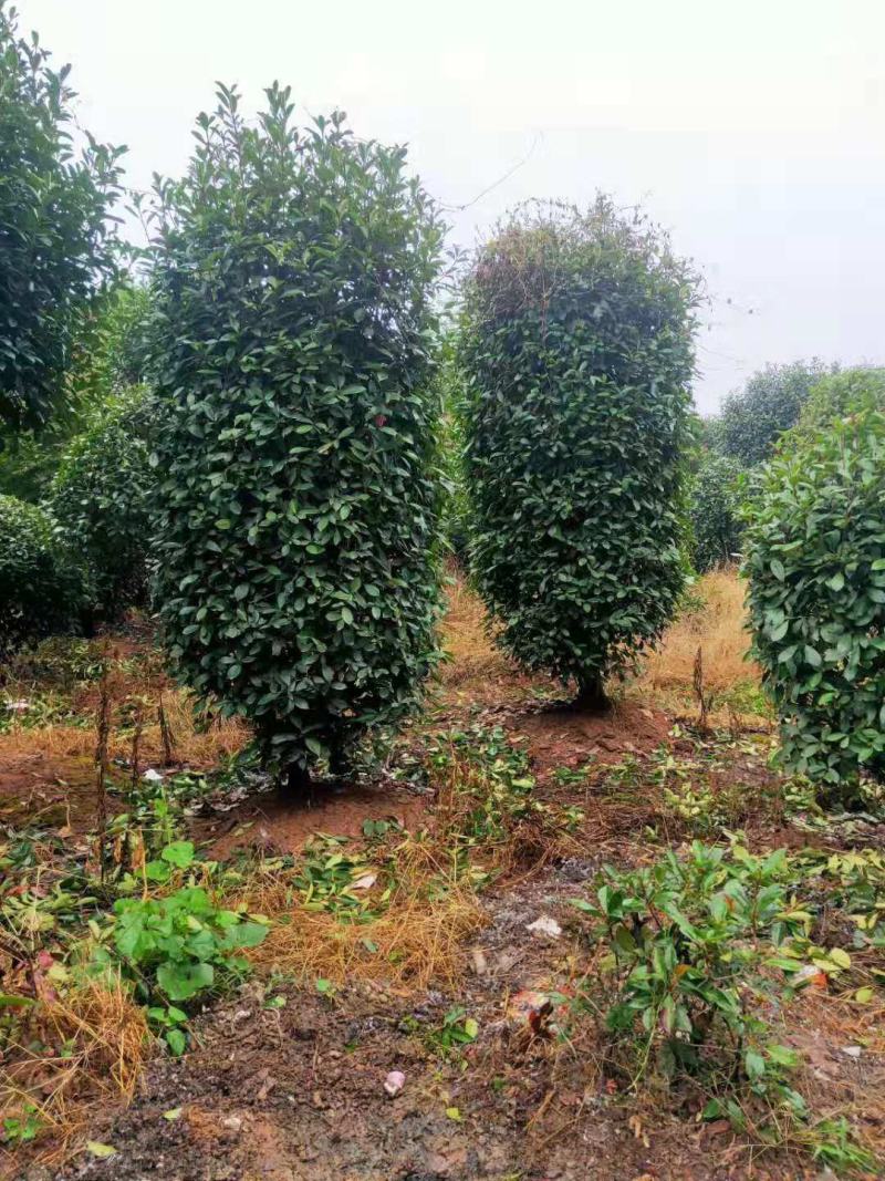 红叶石楠/石楠树苗/绿化苗木/石楠树/红叶石楠树