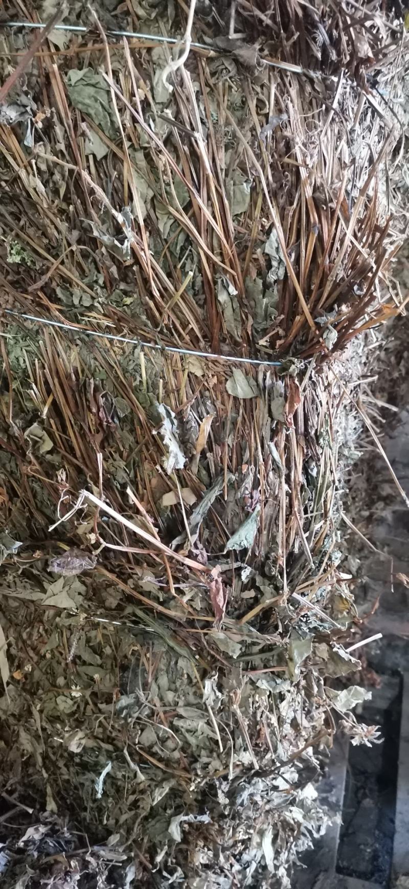 鱼腥草干货产地直销纯野生药厂大货无杂草
