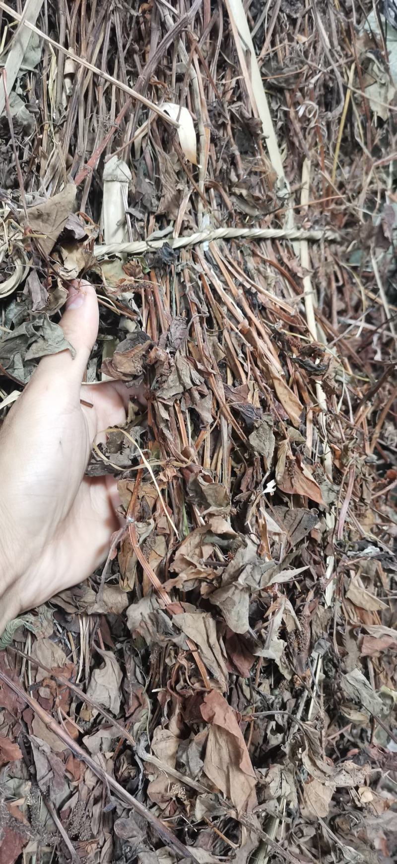 鱼腥草干货产地直销纯野生药厂大货无杂草