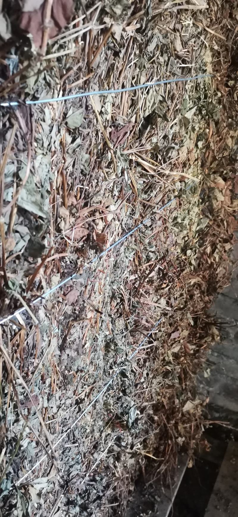鱼腥草干货产地直销纯野生药厂大货无杂草