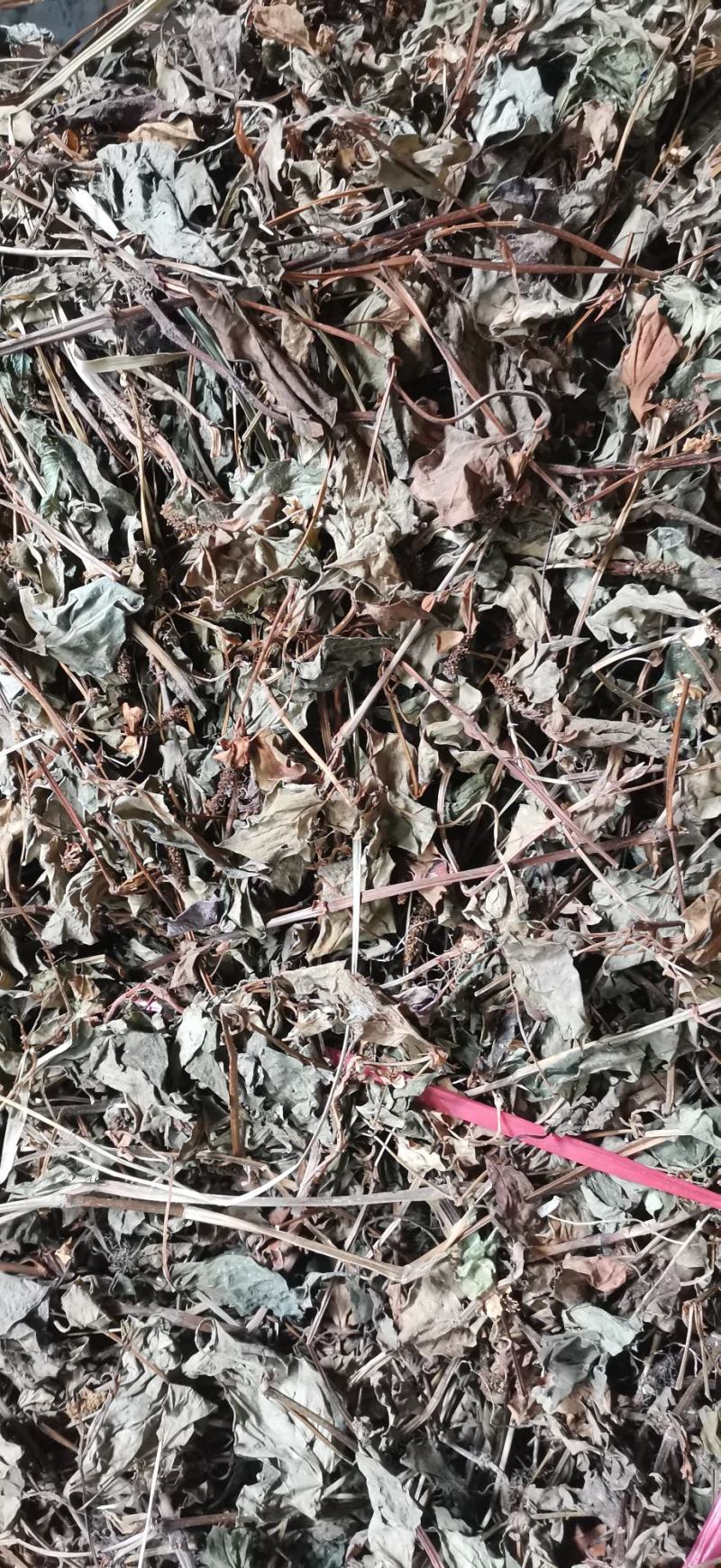 鱼腥草干货产地直销纯野生药厂大货无杂草