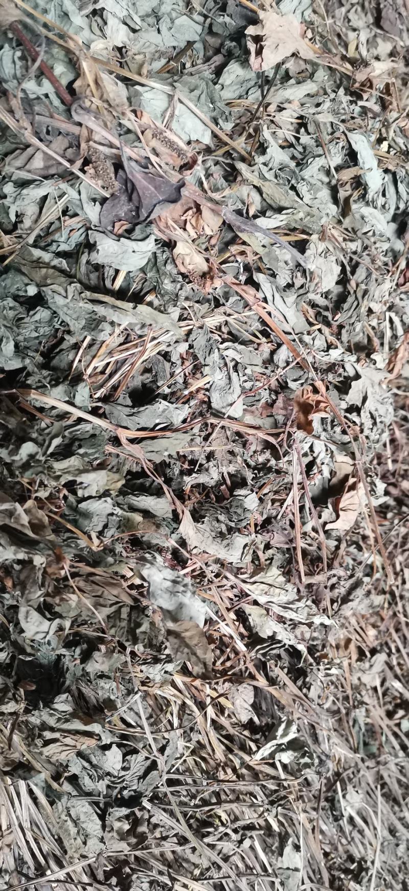 鱼腥草干货产地直销纯野生药厂大货无杂草