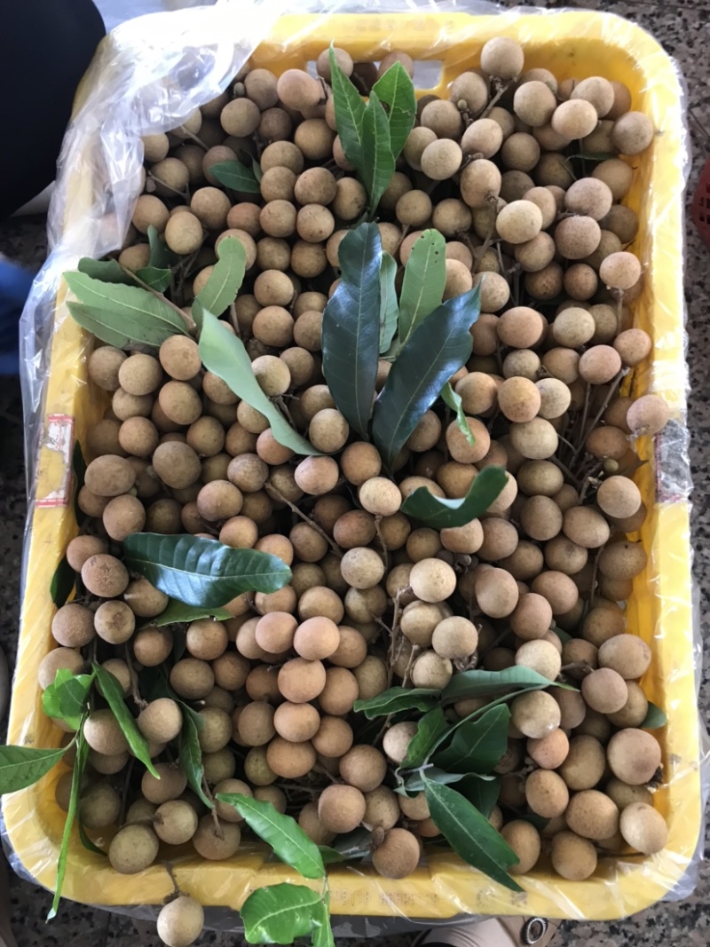 储良龙眼，石夹龙眼精品，大小均匀果肉厚，甜度高