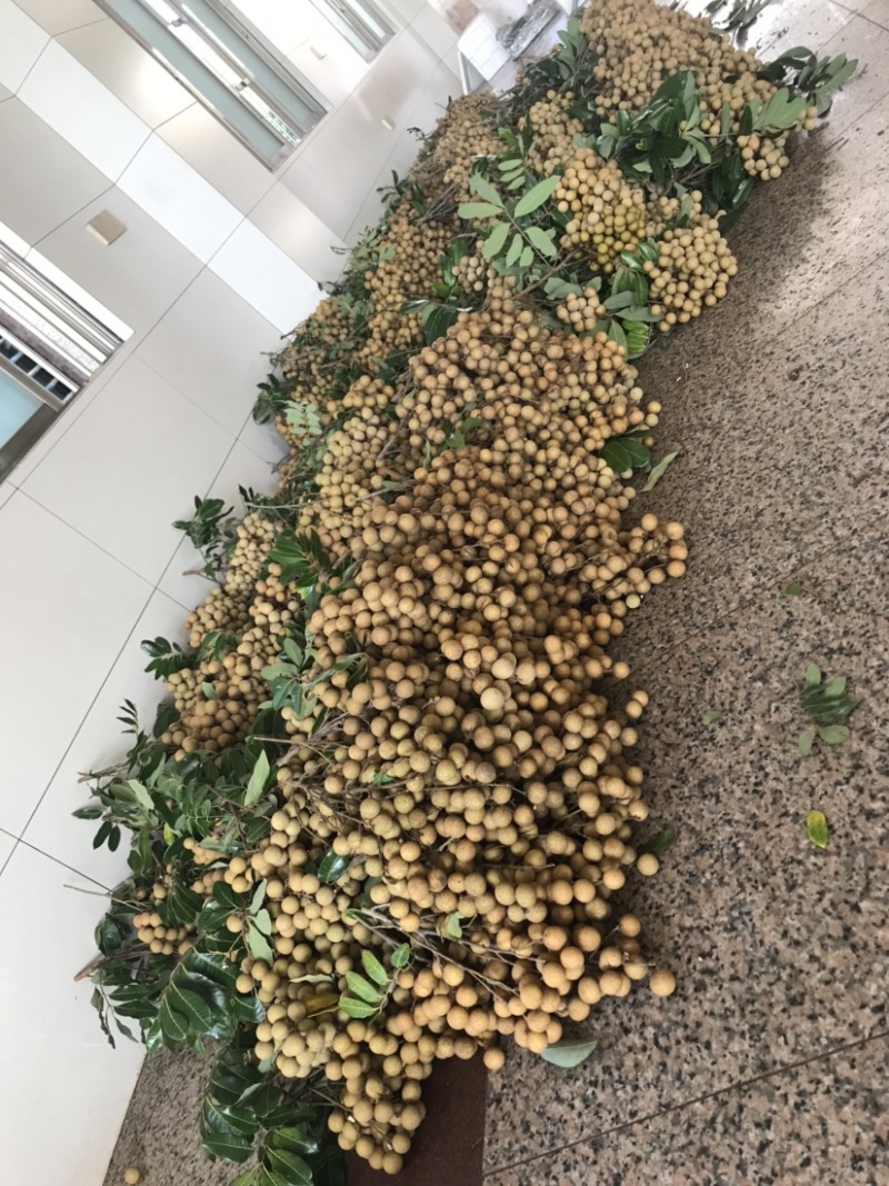 储良龙眼，石夹龙眼精品，大小均匀果肉厚，甜度高