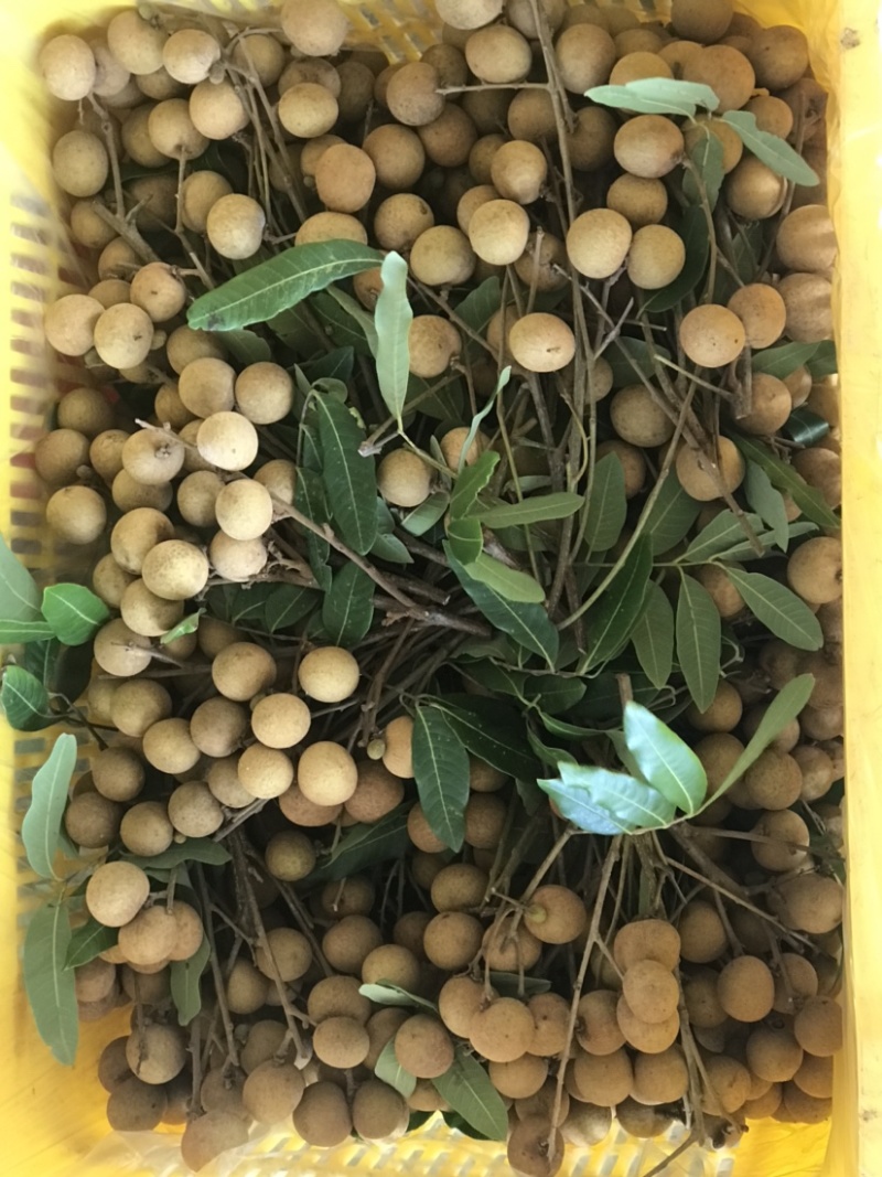 储良龙眼，石夹龙眼精品，大小均匀果肉厚，甜度高