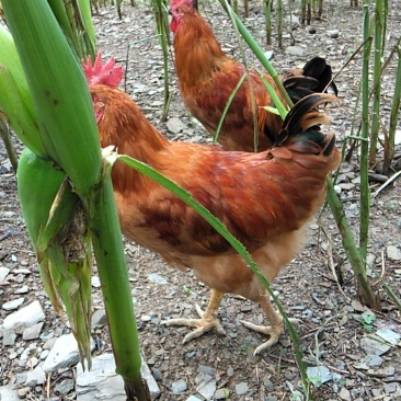 散养土鸡
