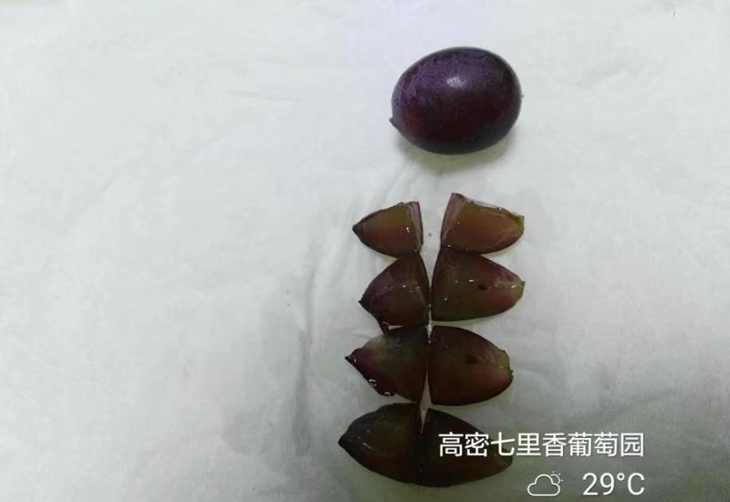 无籽无籽无籽！！！玫瑰香葡萄大棚三膜甘甜