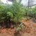 巴西甜樱桃苗南北方可种植盆栽植物带营养杯发货包邮