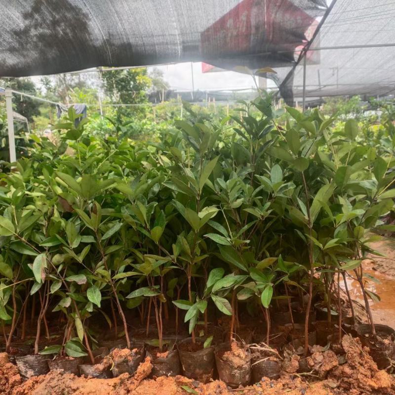 巴西甜樱桃苗南北方可种植盆栽植物带营养杯发货包邮