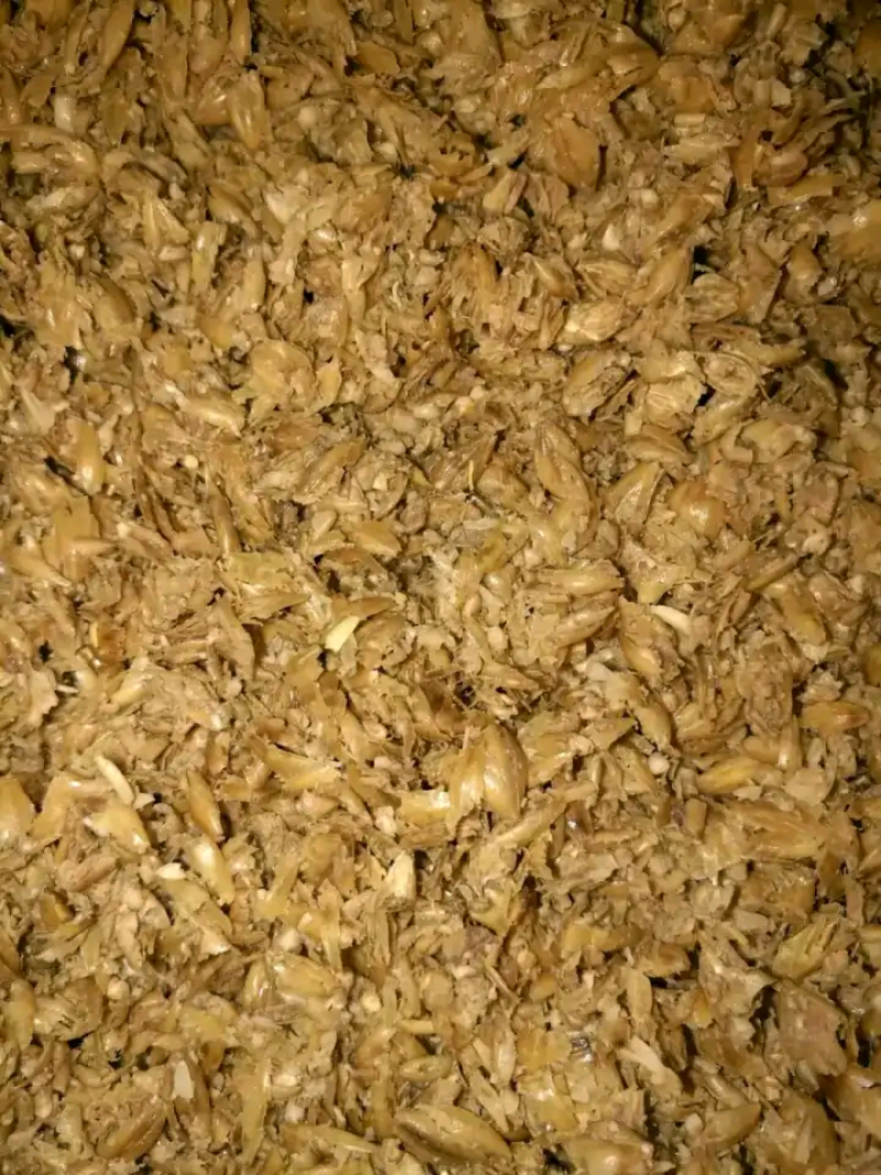 新鲜啤酒糟干酒糟脱水啤酒大量出售。支持全国包邮。