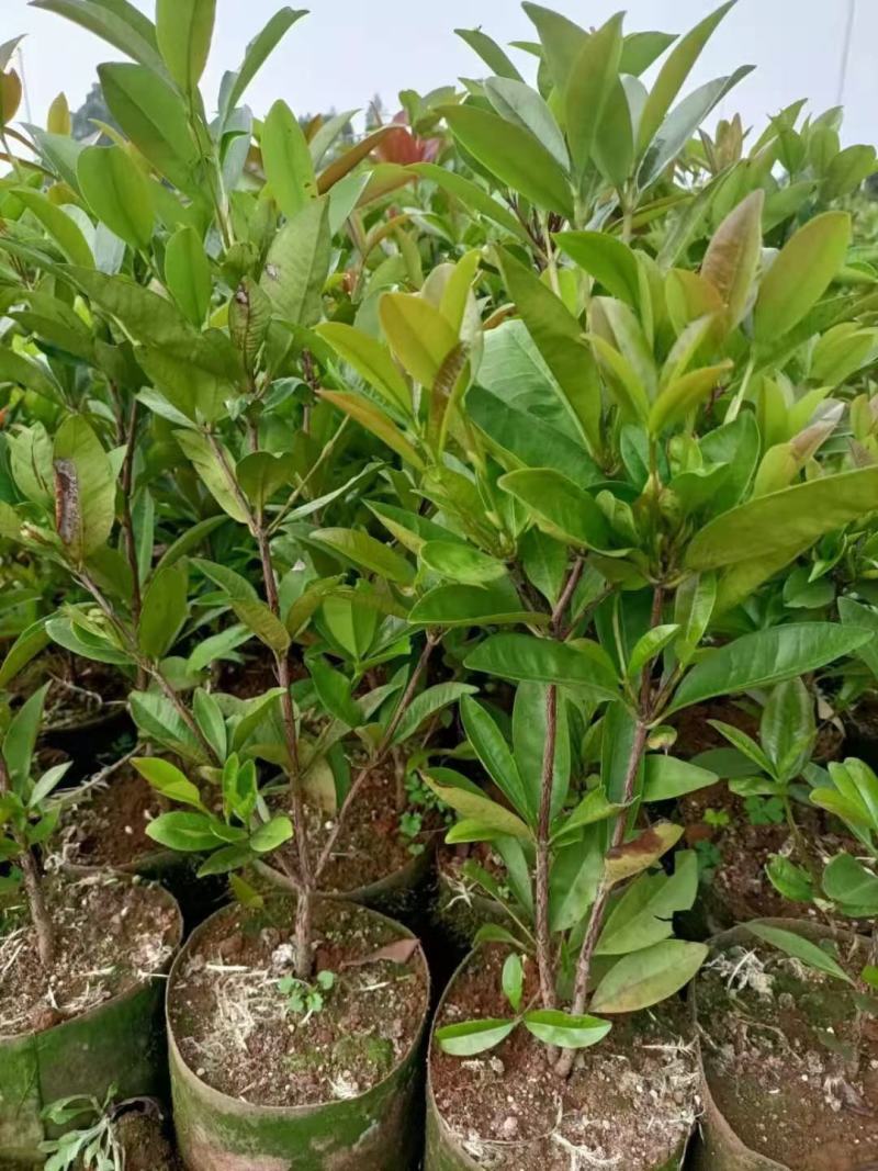 巴西甜樱桃苗南北方可种植盆栽植物带营养杯发货包邮