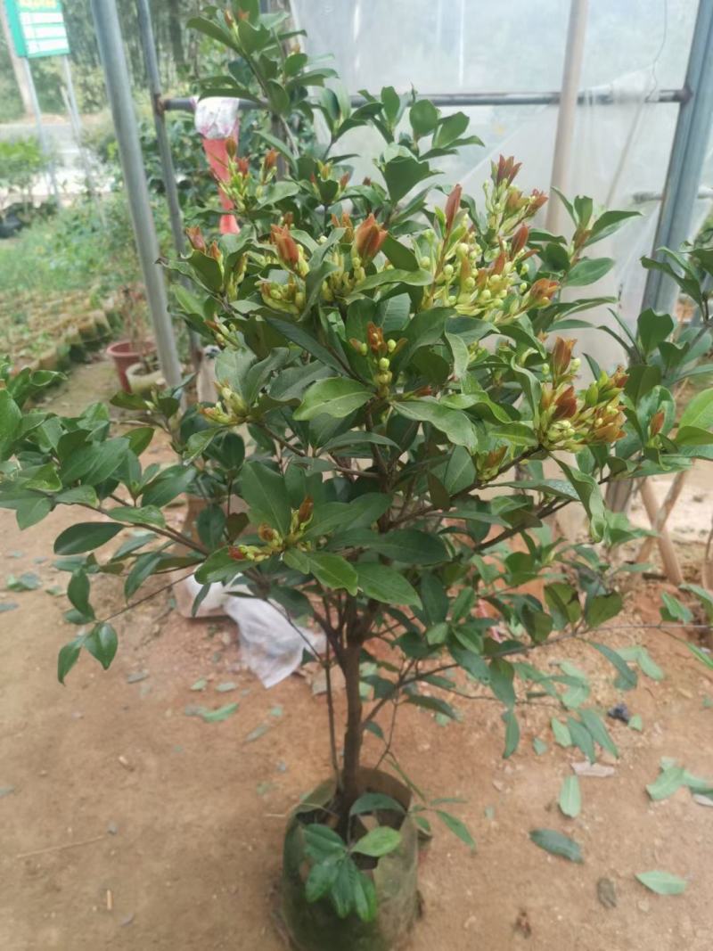巴西甜樱桃苗南北方可种植盆栽植物带营养杯发货包邮